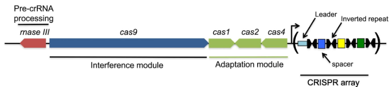 CRISPR/Cas 시스템의 서열 구조